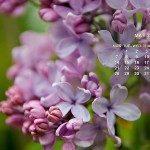 may-web
