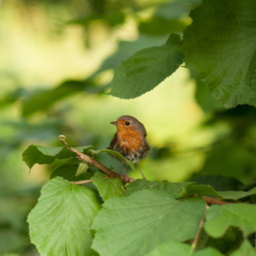 European robin